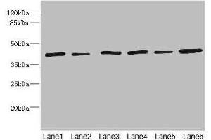 Western blot All lanes: TMOD1 antibody at 1. (Tropomodulin 1 Antikörper  (AA 1-359))