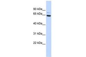 Image no. 1 for anti-Zinc Finger Protein 74 (ZNF74) (AA 216-265) antibody (ABIN6740434) (ZNF74 Antikörper  (AA 216-265))