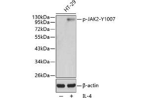 Western blot analysis of extracts from HT29 cells using Phospho-J-Y1007 antibody (ABIN3020270, ABIN3020271, ABIN3020272, ABIN1681697 and ABIN1681698). (JAK2 Antikörper  (pTyr1007))