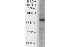 Western Blot analysis of Monkey COS transient cell lysate showing detection of Kir2. (KCNJ2 Antikörper  (AA 41-64) (Atto 390))