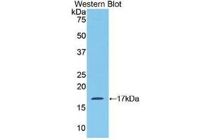 Western Blotting (WB) image for anti-Mucosae Associated Epithelia Chemokine (AA 17-130) antibody (ABIN1859799) (Mucosae Associated Epithelia Chemokine (AA 17-130) Antikörper)