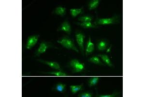 Immunofluorescence analysis of HepG2 cells using CD46 Polyclonal Antibody (CD46 Antikörper)