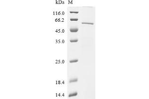 Atrial Natriuretic Peptide Receptor 3 (NPR3) (AA 41-536), (full length) protein (His tag)