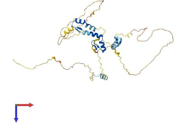 ZNF385A Protein (AA 1-386) (His tag)