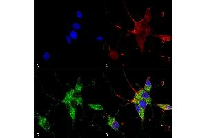 Immunocytochemistry/Immunofluorescence analysis using Mouse Anti-SHANK1/SHANK3 Monoclonal Antibody, Clone S367-51 (ABIN1741266). (SHANK3 Antikörper  (AA 538-626) (PerCP))