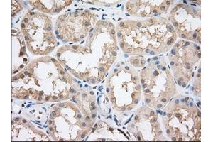 Immunohistochemical staining of paraffin-embedded Human Kidney tissue using anti-CYP1A2 mouse monoclonal antibody. (CYP1A2 Antikörper)