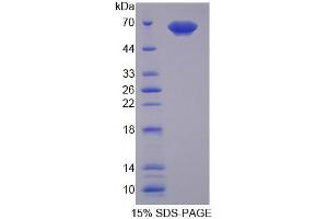 SDS-PAGE analysis of Human PUF60 Protein.