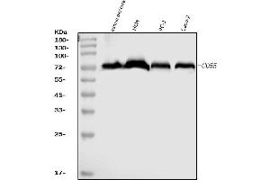 Western blot analysis of CD55 using anti-CD55 antibody (ABIN7601422).