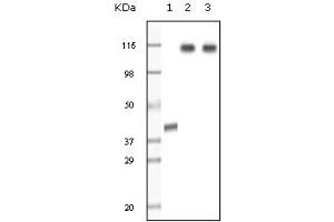 Western Blotting (WB) image for anti-Lysine (K)-Specific Demethylase 1A (KDM1A) (truncated) antibody (ABIN2464078) (LSD1 Antikörper  (truncated))