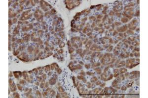 Immunoperoxidase of monoclonal antibody to HERC3 on formalin-fixed paraffin-embedded human pancreas. (HERC3 Antikörper  (AA 1-109))