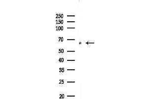 anti-Shugoshin 1 (SGOL1) (N-Term) antibody