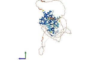 Protein Structure (PS) image for Nuclear Receptor Subfamily 1, Group D, Member 2 (NR1D2) (AA 1-579) protein (His tag) (ABIN7554741)