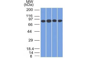 Western Blot Analysis of A) Jurkat (B) HeLa (C) MCF-7 & (D) K562 cell lysate using CD71 Mouse Monoclonal Antibody (TFRC/1817). (Transferrin Receptor Antikörper  (AA 94-212))