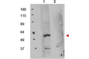 Image no. 1 for anti-FK506 Binding Protein 8, 38kDa (FKBP8) (Internal Region) antibody (ABIN401051) (FKBP8 Antikörper  (Internal Region))