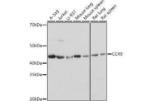 Western blot analysis of extracts of various cell lines, using CCR9 Rabbit mAb (ABIN7266311) at 1:1000 dilution. (CCR9 Antikörper)