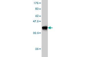Western Blotting (WB) image for anti-Leucine Proline-Enriched Proteoglycan (Leprecan) 1 (LEPRE1) (AA 1-100) antibody (ABIN566242)