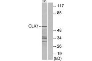 Western blot analysis of extracts from 293 cells, using CLK1 Antibody.