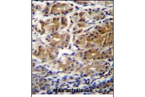 PDPR Antibdy (C-term) (ABIN655953 and ABIN2845339) immunohistochemistry analysis in formalin fixed and paraffin embedded human stomach tissue followed by peroxidase conjugation of the secondary antibody and DAB staining. (PDPR Antikörper  (C-Term))