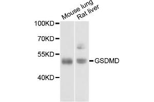 Western blot analysis of extracts of various cell lines, using GSDMD antibody (ABIN3211593) at 1/1000 dilution.