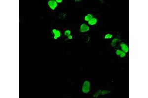 Anti-NEUROG1 mouse monoclonal antibody (ABIN2452622) immunofluorescent staining of COS7 cells transiently transfected by pCMV6-ENTRY NEUROG1 (RC207029). (Neurogenin 1 Antikörper)