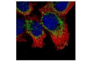 Immunofluorescence (IF) image for anti-Synaptophysin (SYP) (C-Term) antibody (ABIN2854881)