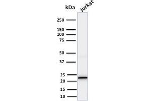 Western Blotting (WB) image for anti-CD3 epsilon (CD3E) (AA 156-168), (Cytoplasmic Domain) antibody (ABIN6941021)
