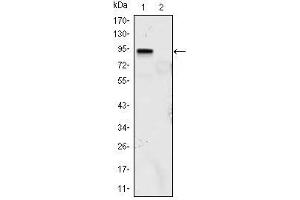 Western Blot showing KLF4 antibody used against KLF4 (aa2-470)-hIgGFc transfected HEK293 (1) and HEK293 (2) cell lysate.