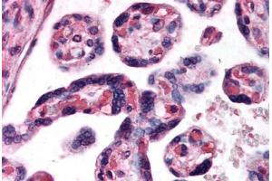 Human Placenta (formalin-fixed, paraffin-embedded) stained with DKK1 antibody ABIN296913 at 10 ug/ml followed by biotinylated anti-goat IgG secondary antibody ABIN481715, alkaline phosphatase-streptavidin and chromogen. (DKK1 Antikörper  (AA 250-262))