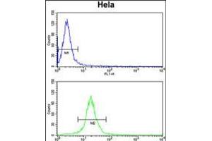 Flow cytometry analysis of Hela cells (bottom histogram) compared to a negative control cell (top histogram). (TUFM Antikörper  (N-Term))
