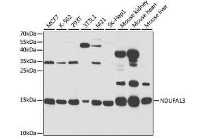 Western blot analysis of extracts of various cell lines, using NDUFA13 antibody. (NDUFA13 Antikörper  (AA 52-144))