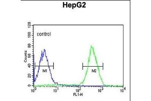 PUR4 Antibody (N-term) (ABIN650947 and ABIN2840005) flow cytometric analysis of HepG2 cells (right histogram) compared to a negative control cell (left histogram). (PFAS Antikörper  (N-Term))