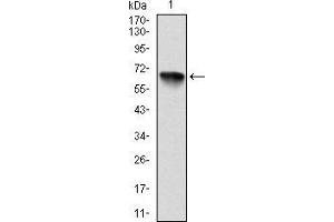 Western blot analysis using RSK2 mAb against human RSK2 (AA: 1-212) recombinant protein. (RPS6KA3 Antikörper)