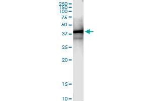 Immunoprecipitation (IP) image for anti-Proteasome (Prosome, Macropain) 26S Subunit, Non-ATPase, 7 (PSMD7) (AA 1-324) antibody (ABIN519403)