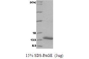 SDS-PAGE (SDS) image for Vesicle-Associated Membrane Protein 1 (Synaptobrevin 1) (VAMP1) (AA 1-91) protein (His tag) (ABIN667045) (VAMP1 Protein (AA 1-91) (His tag))