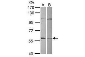 Image no. 1 for anti-Glutamate-Rich WD Repeat Containing 1 (GRWD1) (AA 1-273) antibody (ABIN1498535) (GRWD1 Antikörper  (AA 1-273))