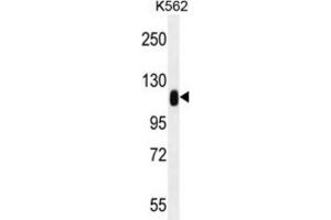 Western Blotting (WB) image for anti-Tripartite Motif Containing 28 (TRIM28) antibody (ABIN2996412) (KAP1 Antikörper)