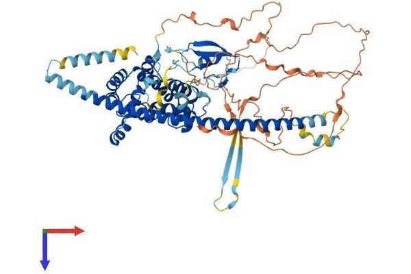 RACGAP1 Protein (AA 1-632) (His tag)