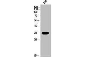 Western Blot analysis of 293 cells using Olfactory receptor 13G1 Polyclonal Antibody (OR13G1 Antikörper  (C-Term))