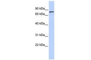 ZNF333 antibody  (AA 35-84)