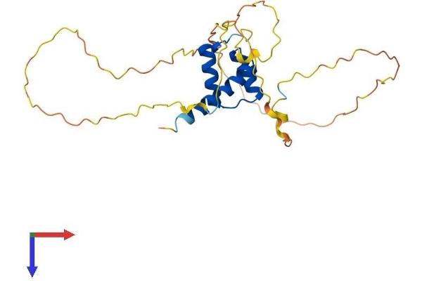 HOXB9 Protein (AA 1-250) (His tag)