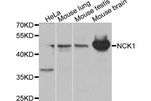 Western blot analysis of extracts of various cell lines, using NCK1 antibody (ABIN5970387) at 1/1000 dilution. (NCK1 Antikörper)