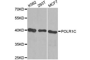 Western blot analysis of extracts of various cell lines, using POLR1C antibody. (POLR1C Antikörper  (AA 1-200))