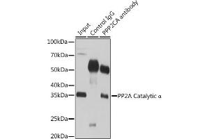 Immunoprecipitation analysis of 200 μg extracts of 293T cells using 3 μg PP2A Catalytic α antibody . (PPP2CA Antikörper  (AA 1-309))