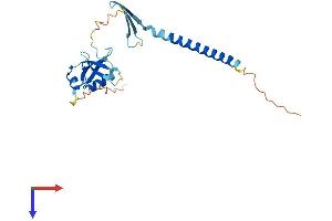 CIDEA Protein (AA 1-219) (His tag)