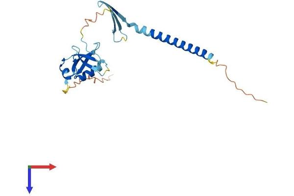 CIDEA Protein (AA 1-219) (His tag)