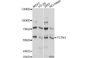 Western blot analysis of extracts of various cell lines, using TCTN1 antibody (ABIN6292812) at 1:1000 dilution. (TCTN1 Antikörper)
