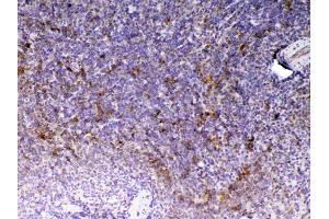 Immunohistochemistry (IHC) image for anti-CD14 (CD14) (AA 16-260) antibody (ABIN5518974)