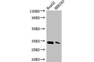 Western Blot Positive WB detected in: HepG2 whole cell lysate, HEK293 whole cell lysate All lanes: CRKL antibody at 3. (CrkL Antikörper  (AA 98-303))