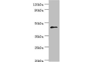 Western blot All lanes: Dual specificity protein phosphatase 7 antibody at 10 μg/mL + HepG2 whole cell lysate Secondary Goat polyclonal to rabbit IgG at 1/10000 dilution Predicted band size: 45, 41 kDa Observed band size: 45 kDa (DUSP7 Antikörper  (AA 160-419))