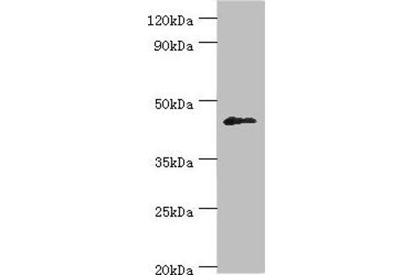 DUSP7 Antikörper  (AA 160-419)
